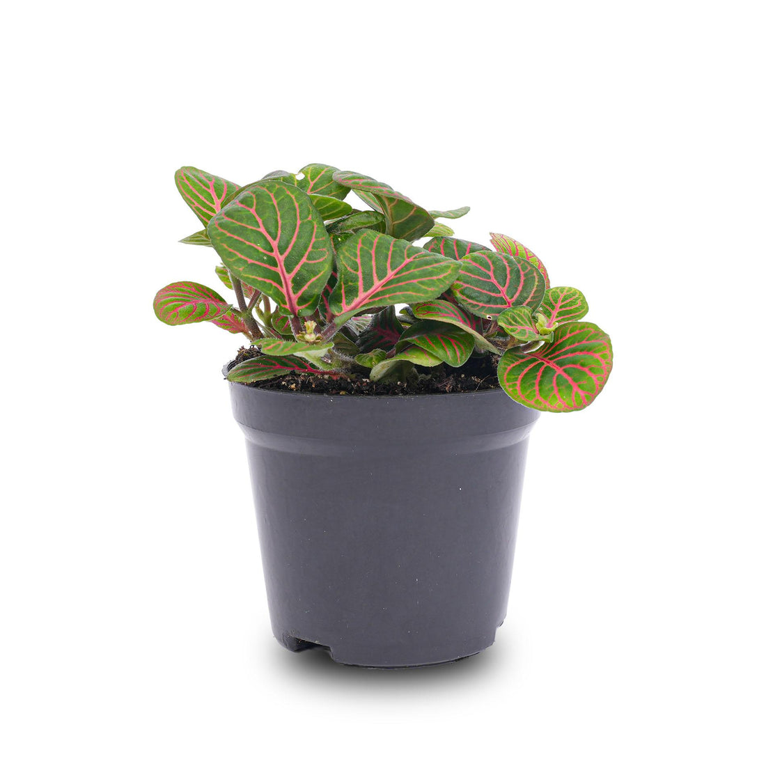 Everspring Fittonia Bubble Red Mosaikpflanze in rotem und grünem Blattmosaik, Topf 8cm, Zimmerpflanze, dekorativ