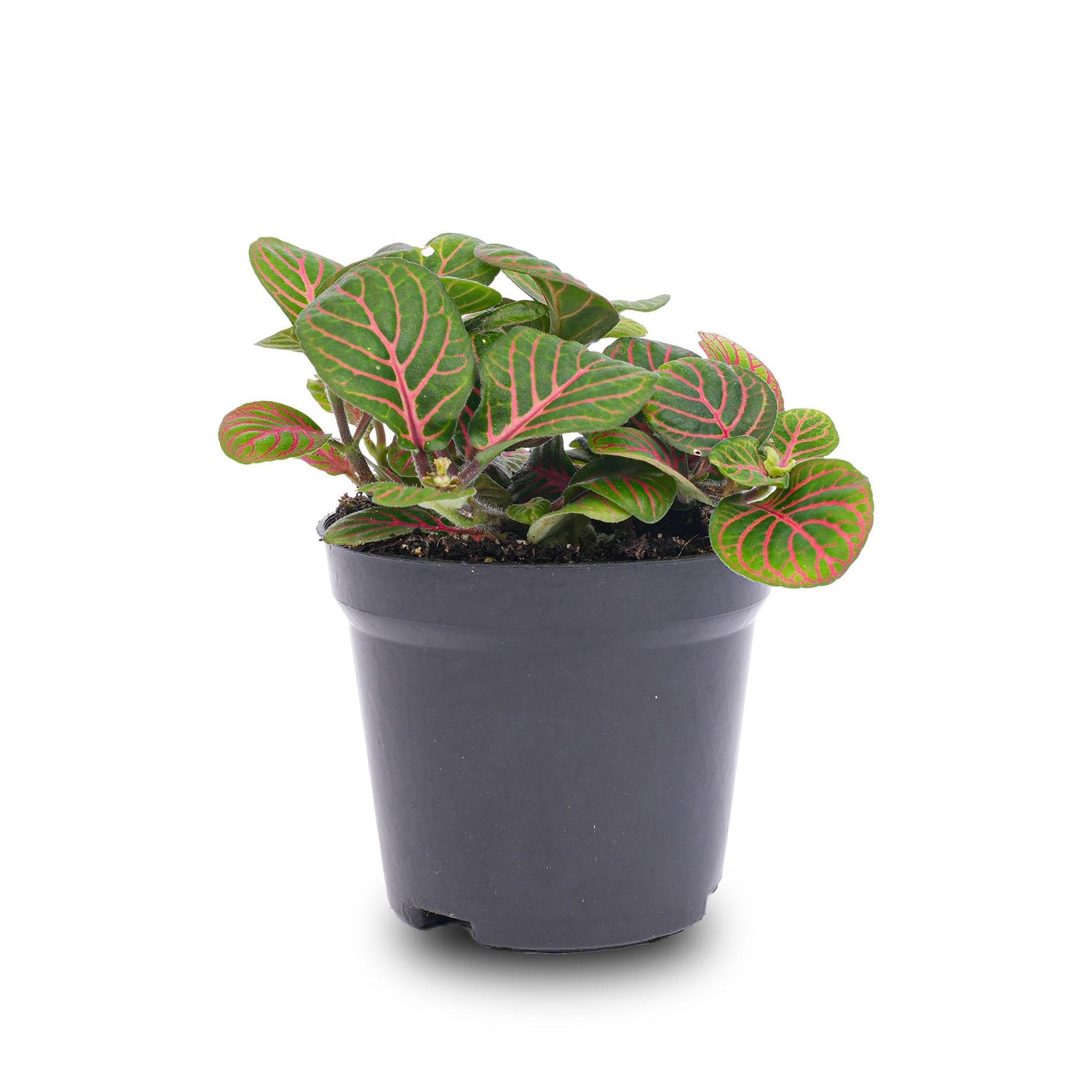 Everspring Fittonia Bubble Red Mosaikpflanze in rotem und grünem Blattmosaik, Topf 8cm, Zimmerpflanze, dekorativ