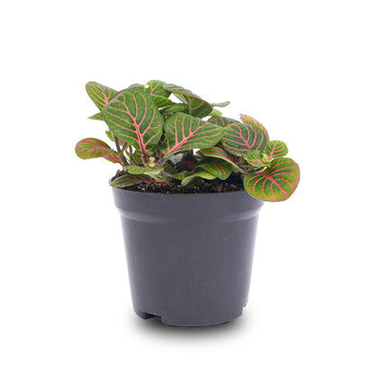 Everspring Fittonia Bubble Red Mosaikpflanze in rotem und grünem Blattmosaik, Topf 8cm, Zimmerpflanze, dekorativ