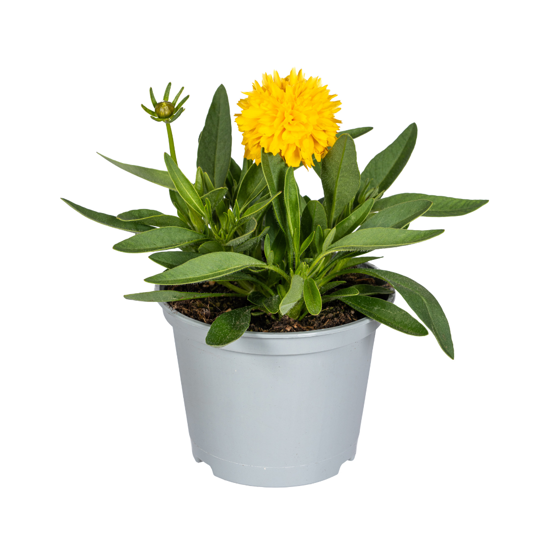 Großblumiges Mädchenauge | 8 Pflanzen – Ø13 cm Topf – Höhe 25–35 cm – Bienenfreundlich