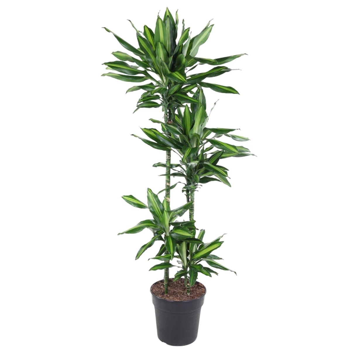 Dracaena Cintho – Pflegeleichte Zimmerpflanze mit exotischem Flair - Wurzelwerk Design