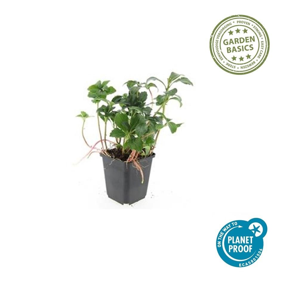 Pachysandra terminalis ‘Green Sheen’ – 24 Pflanzen, Ø 9 cm Topf, Höhe 10–25 cm – Immergrüner Bodendecker für Schattenlagen - Wurzelwerk Design