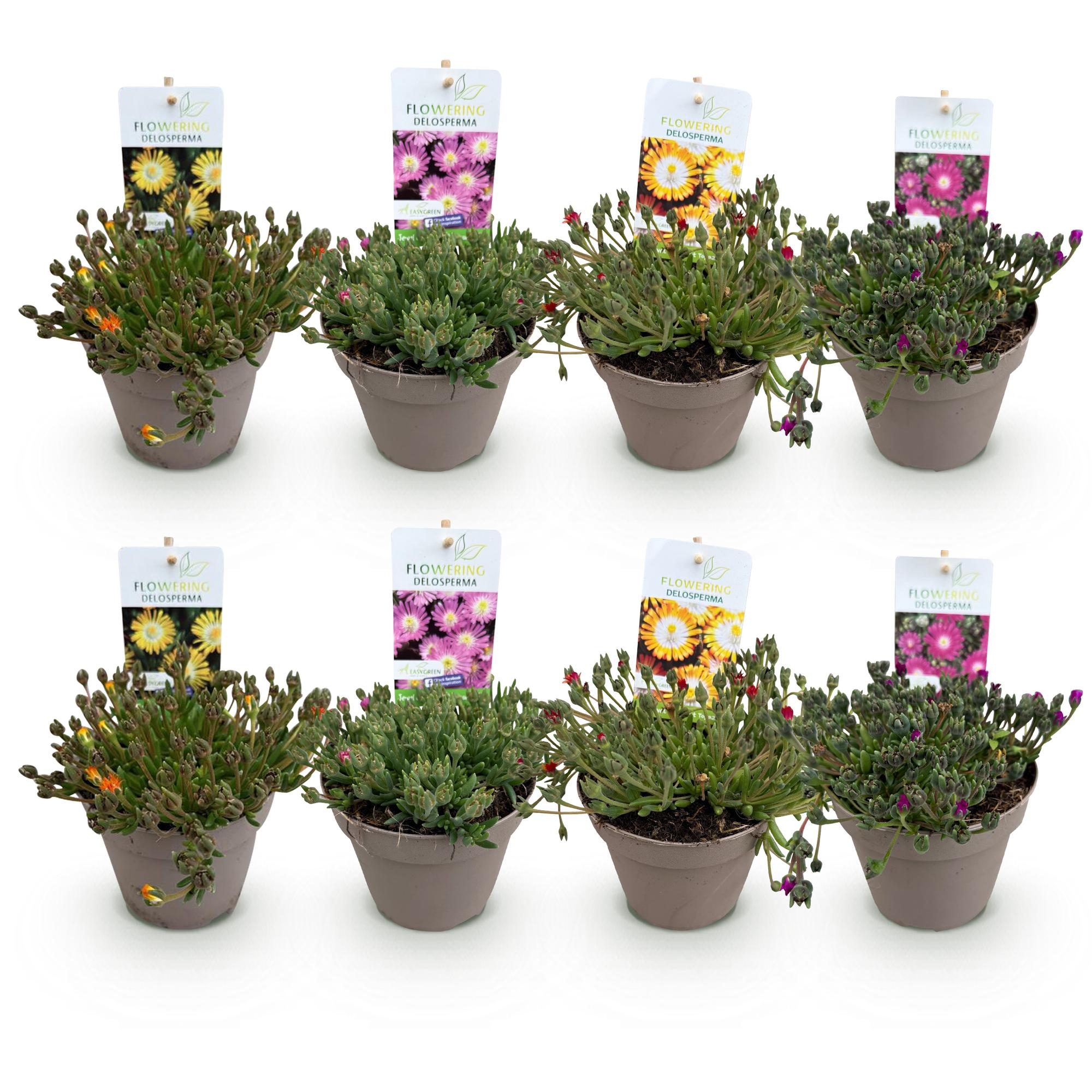 Bodendecker Delosperma Jewel of Desert | 8 winterharte Pflanzen – Farben Rot, Orange, Lila &amp; Rosa