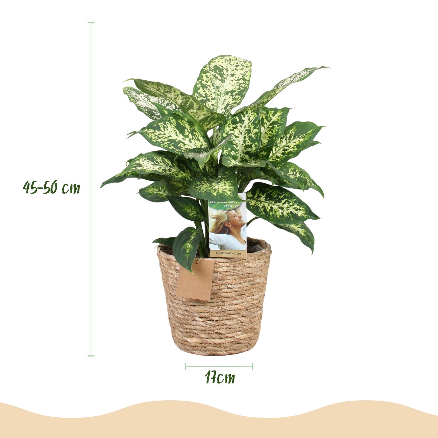 Diefenbachia Compacta Pflanze in Korb, Everspring, Höhe 45-50cm, grüne Blätter, dekorative Zimmerpflanze