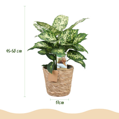 Diefenbachia Compacta Pflanze in Korb, Everspring, Höhe 45-50cm, grüne Blätter, dekorative Zimmerpflanze