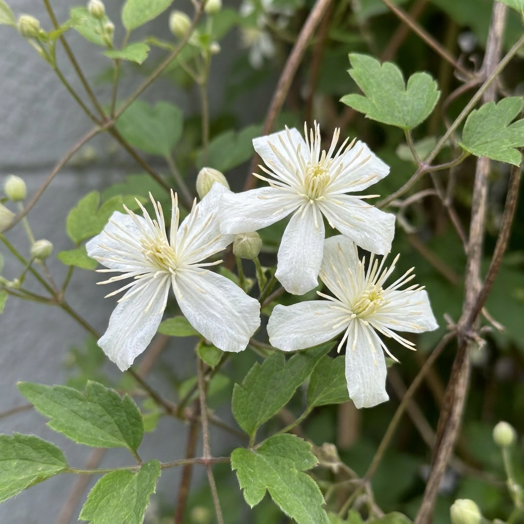 Gewöhnliche Waldrebe (Clematis vitalba) mit weißen Blüten – Bild 3