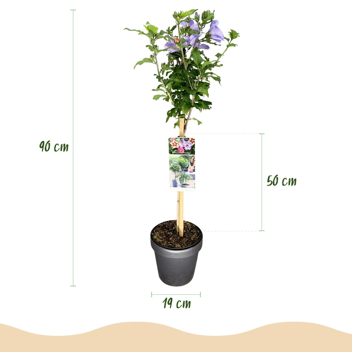Hibiscus syriacus Tricolour in Topf, blühende Terrassepflanze mit weißen, rosa und violetten Blüten, winterhart, 90 cm hoch