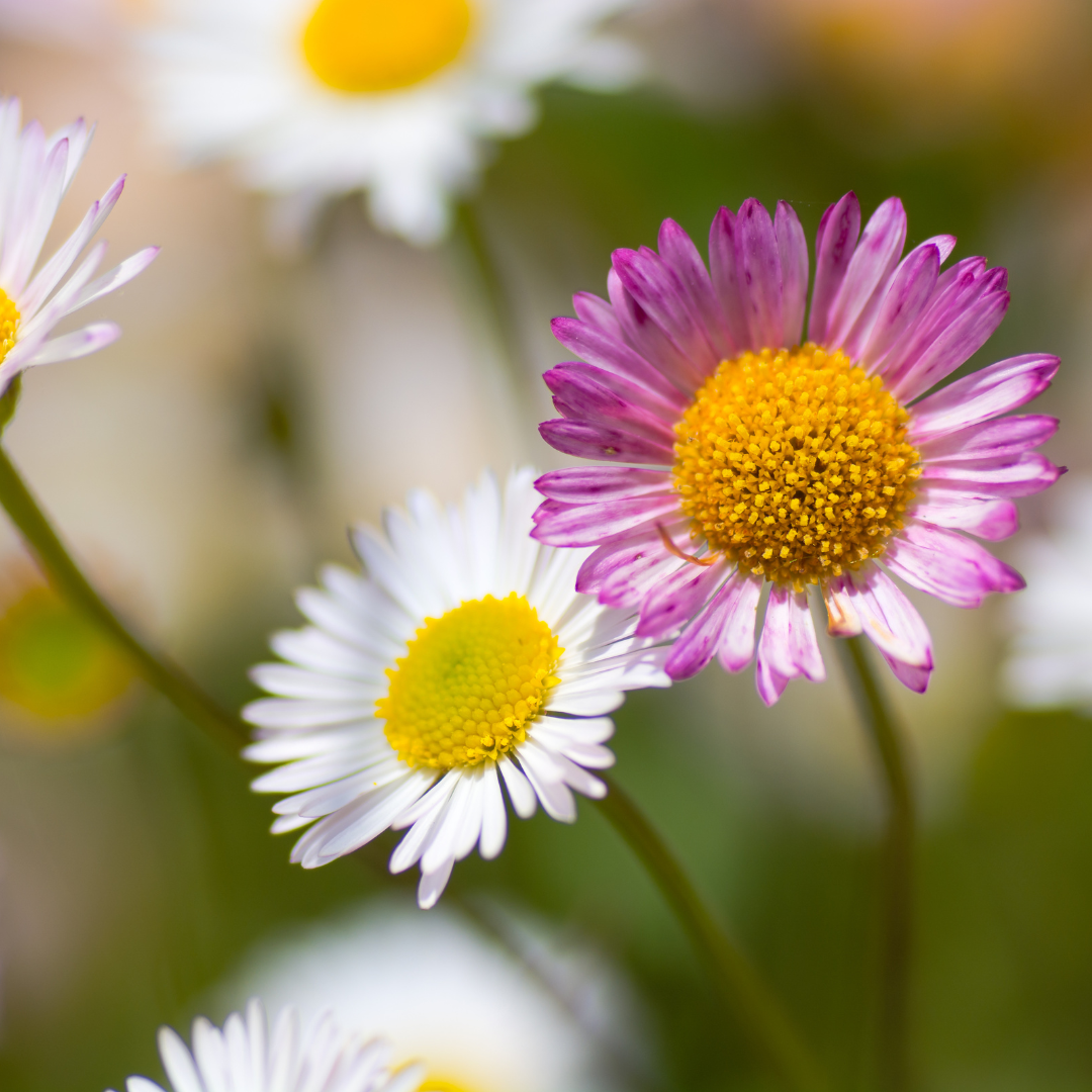 Sechs Everspring Erigeron karvinskianus Pflanzen mit kleinen weißen und rosa Blüten, Höhe 10-25 cm, Durchmesser 9 cm, Nahaufnahme