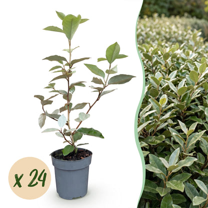 Ölweide Hecke kaufen | 24× Elaeagnus ebbingei Compacta