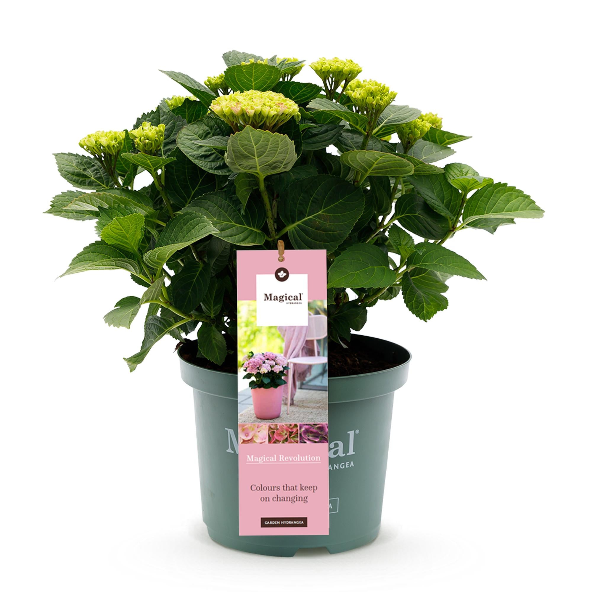 Everspring Hortensie Magical Revolution Pink, pinke Topfpflanze mit 6-10 Blumen, Höhe 55cm in 23cm Topf, Gartenblume