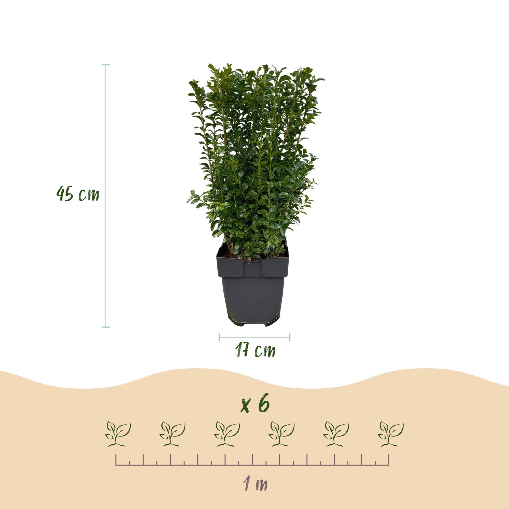 Buchsbaum – Buxus sempervirens online kaufen | 6 Pflanzen für 1 m Hecke, immergrün &amp; formschnittfest – Wurzelwerk Design