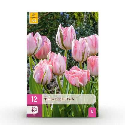 Tulpe Double Pink - Farbe Rosa - 12 Stück - Zwiebelgröße 11/12 - XXL Pack