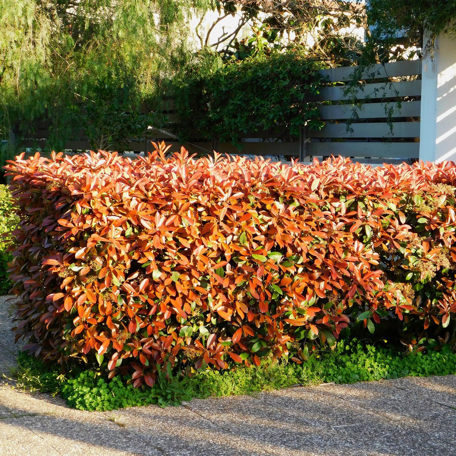 Heckenpflanzen Photinia fraseri Red Robin, immergrün, rot und grün, 6 Pflanzen in Töpfen, 50cm hoch, Everspring