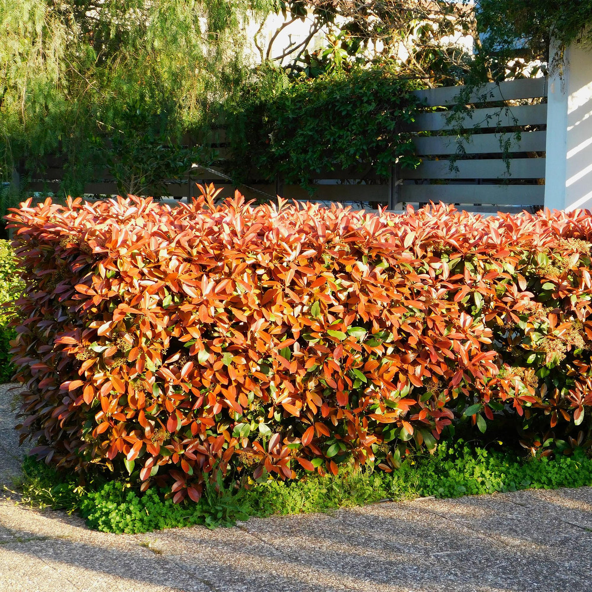 Heckenpflanzen Photinia fraseri Red Robin, immergrün, rot und grün, 6 Pflanzen in Töpfen, 50cm hoch, Everspring