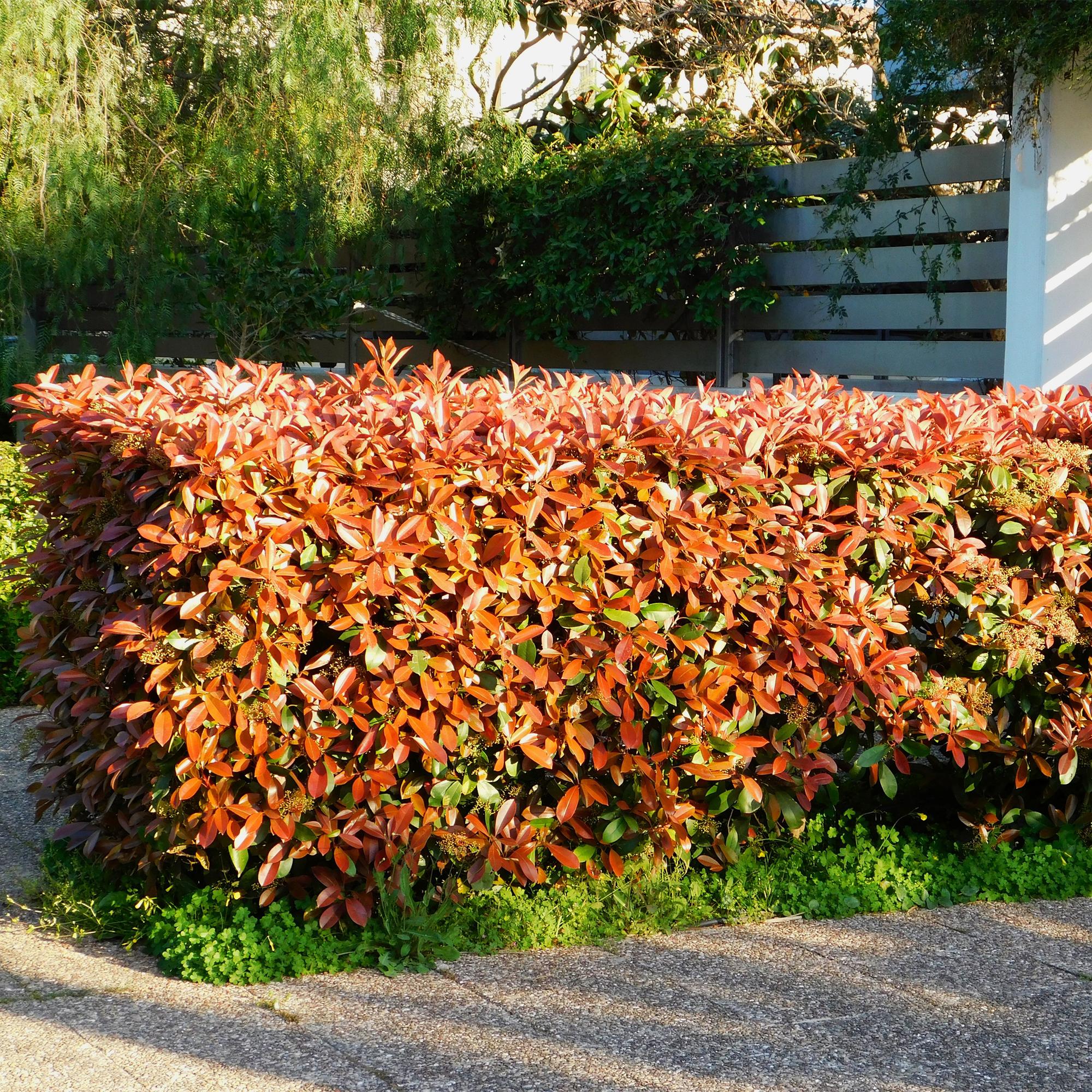 Heckenpflanzen Photinia fraseri Red Robin, immergrün, rot und grün, 6 Pflanzen in Töpfen, 50cm hoch, Everspring