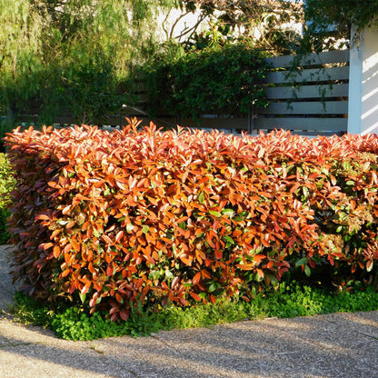 Heckenpflanzen Photinia fraseri Red Robin, immergrün, rot und grün, 6 Pflanzen in Töpfen, 50cm hoch, Everspring