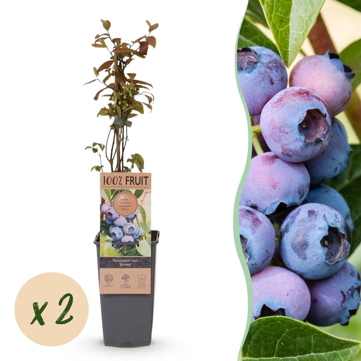 Zwei Everspring Heidelbeerpflanzen Vaccinium corymbosum &