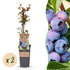 Zwei Everspring Heidelbeerpflanzen Vaccinium corymbosum &