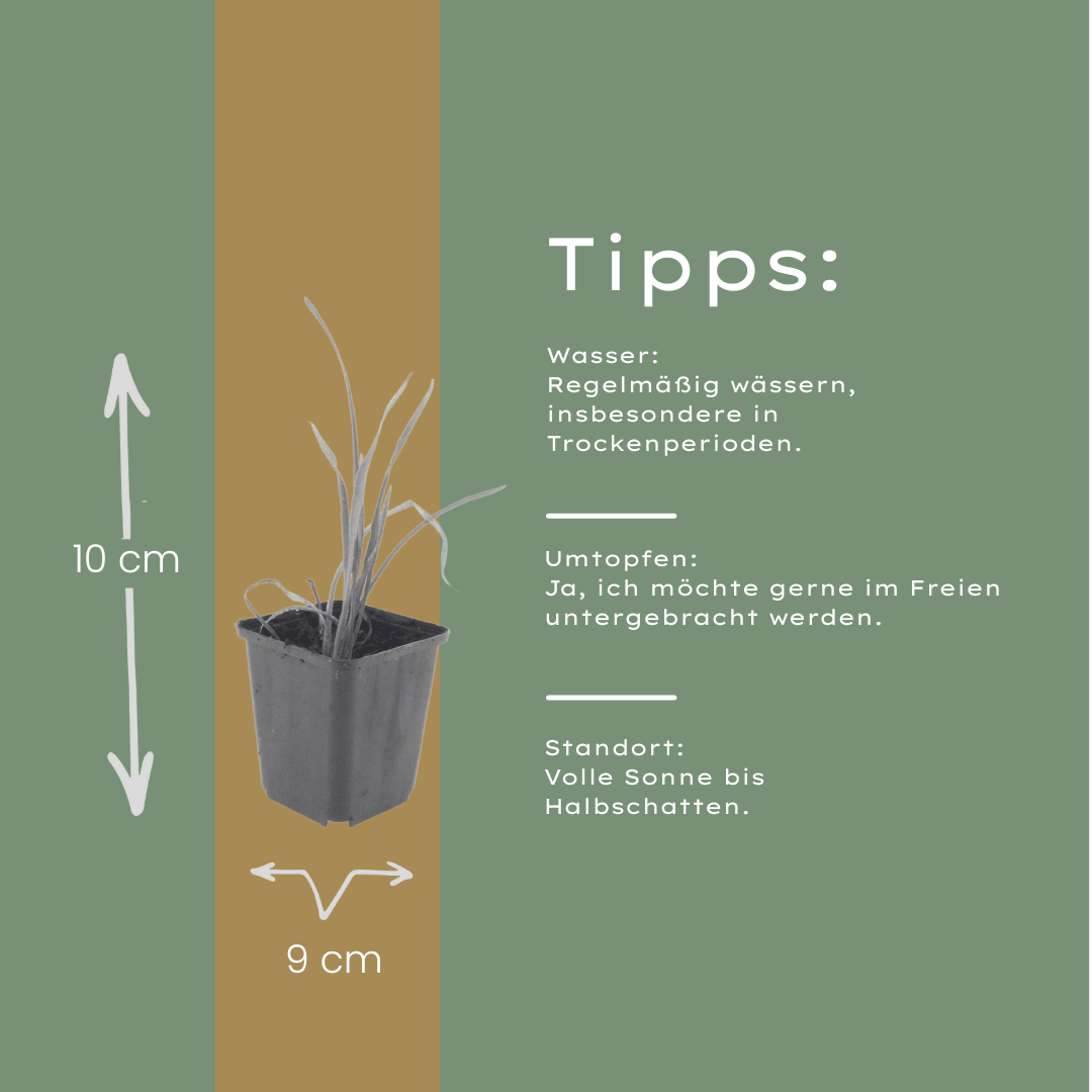 Sechs Hemerocallis &