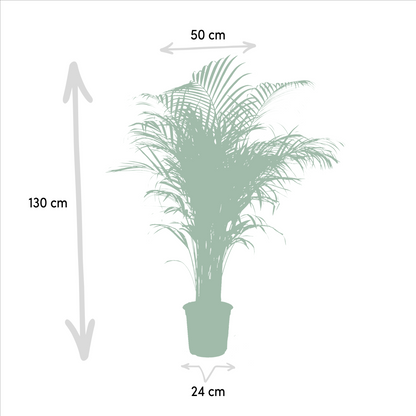 Everspring Areca-Palme, ca. 130cm hoch, in Topf mit Durchmesser 21cm, grüne Zimmerpflanze für Wohnräume