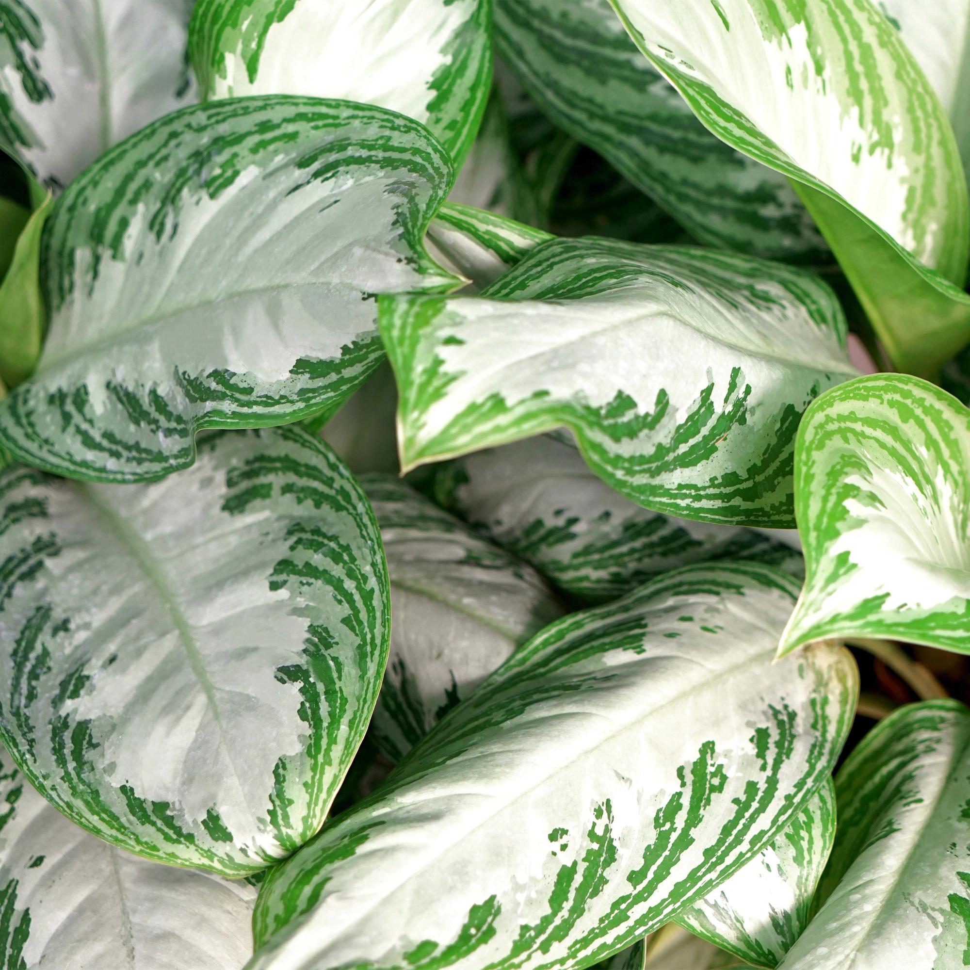 Everspring Aglaonema Silver Bay, Silberblatt Pflanze in Korb, Höhe 70-75cm, grüne und silberne Blätter, Zimmerpflanze
