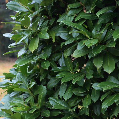 Everspring Kirschlorbeer Caucasica Heckenpflanzen, 8 Stück, 30-35 cm hoch, für Hecke, im Garten eingesetzt