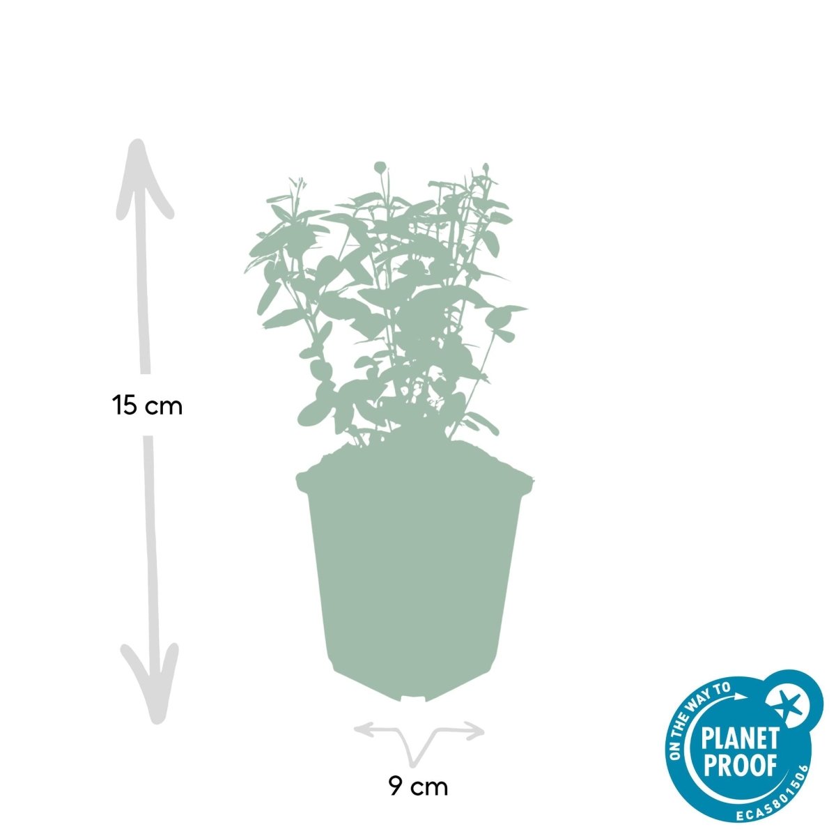 24x Euonymus fortunei radicans - Höhe 10 - 25 cm - Ø 9 cm - Wurzelwerk Design