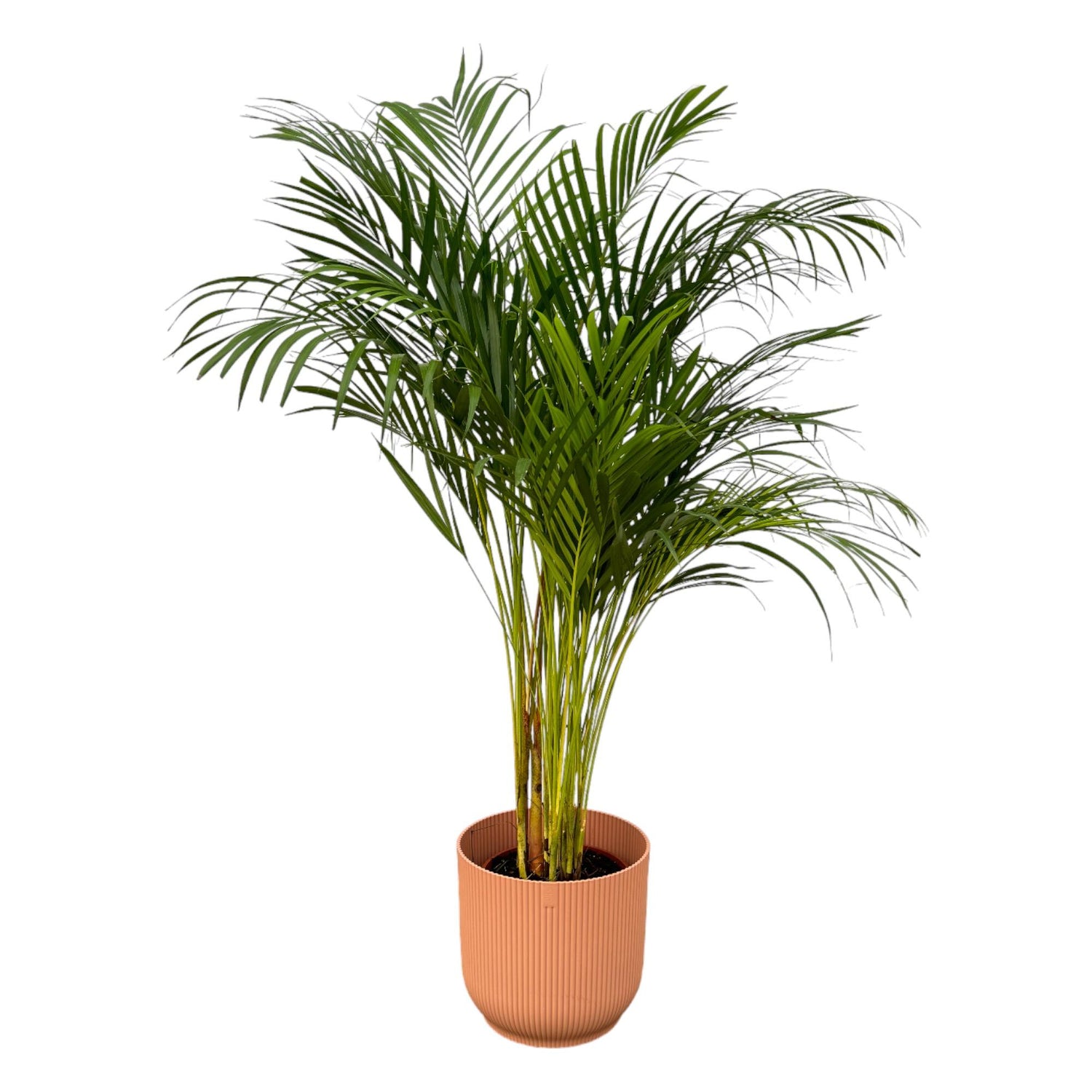 Areca-Palme Goldfruchtpalme, ca. 130 cm hoch, im Korb oder Topf als luftreinigende Zimmerpalme