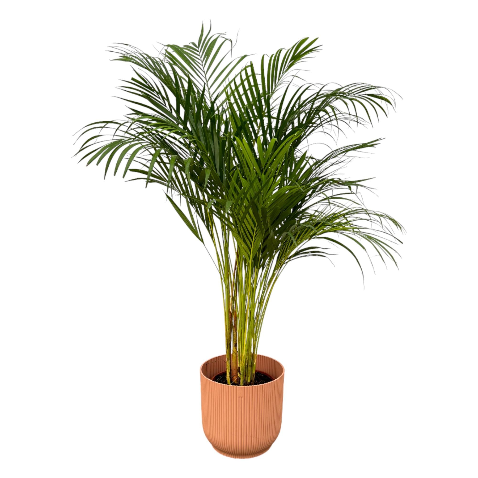 Areca-Palme Goldfruchtpalme, ca. 130 cm hoch, im Korb oder Topf als luftreinigende Zimmerpalme
