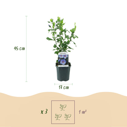Hibiscus syriacus Oiseau Blue - Blüte Blau - 1 Pflanze - Laubabwerfend - Wenig Pflege - Topf 17cm Höhe 45cm