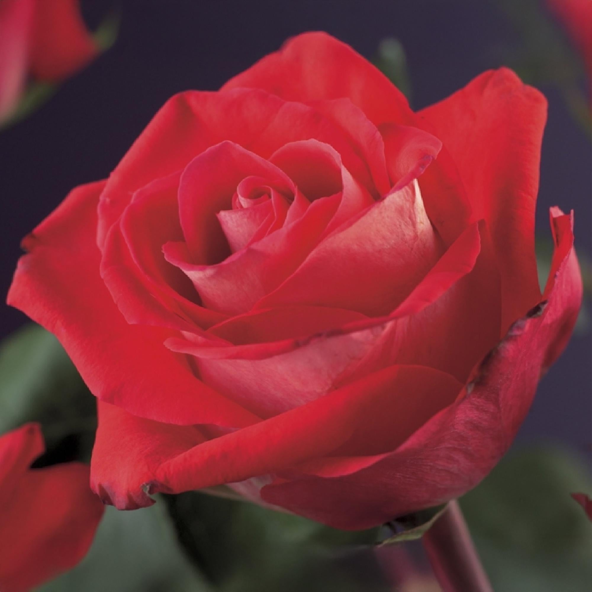 Everspring Kletterrose Rosa Red Climber in Topf, blühend rot, 2 Pflanzen, pflegeleicht, Höhe 40cm, 11cm Topf