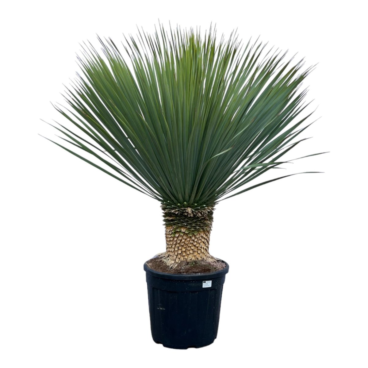 Yucca rostrata – Robuste Palmlilie für Garten &amp; Zuhause - Wurzelwerk Design