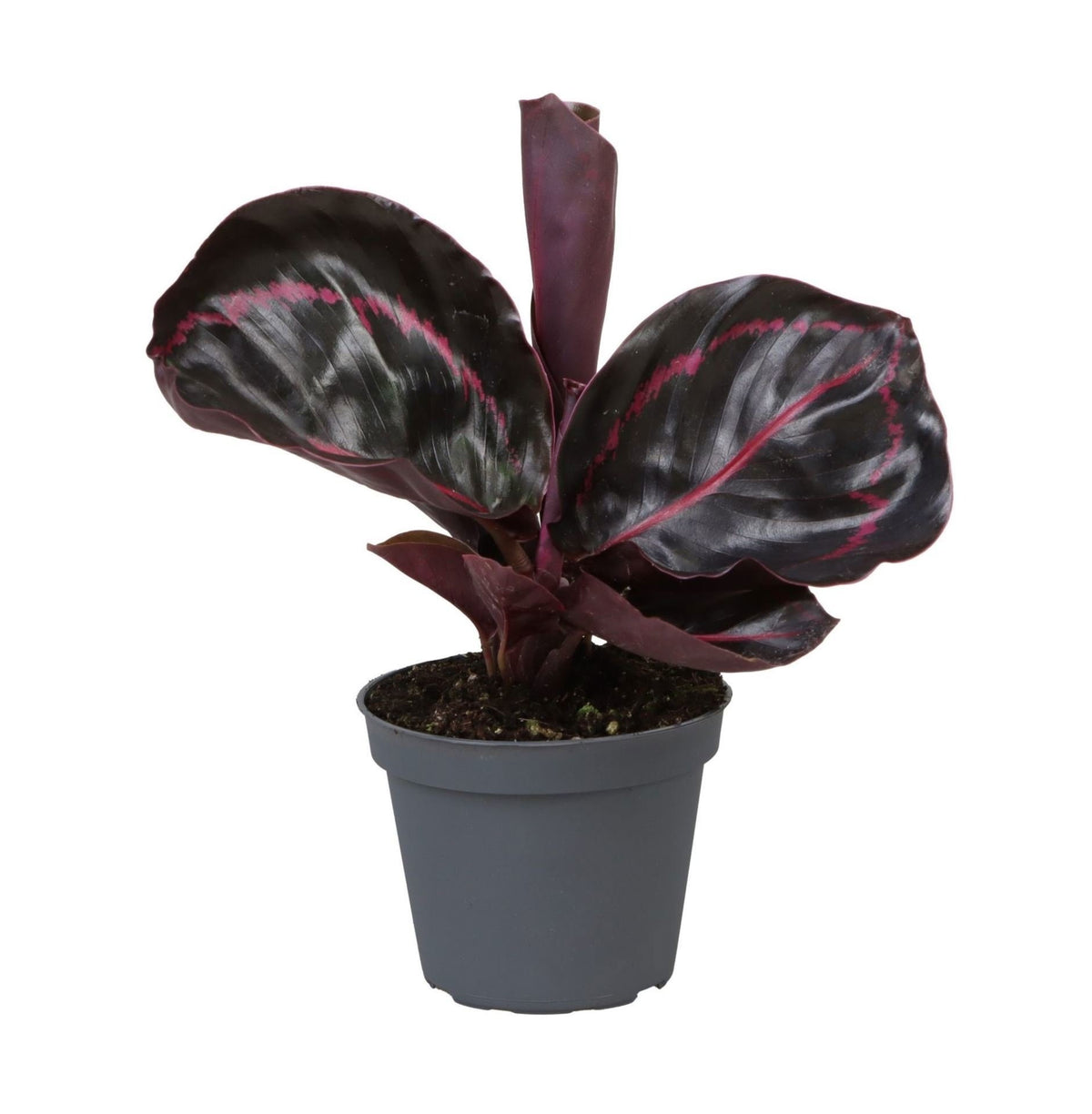 Calathea &