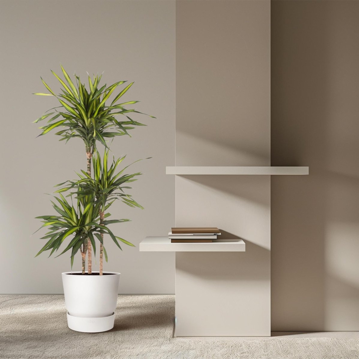 Dracaena Riki – Pflegeleicht &amp; luftreinigend - Wurzelwerk Design