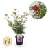 Zwei japanische Ahornbäume Acer palmatum Jerre Swarts mit dunkelrotem Laub, in Töpfen, ca. 70 cm hoch, laubabwerfend.