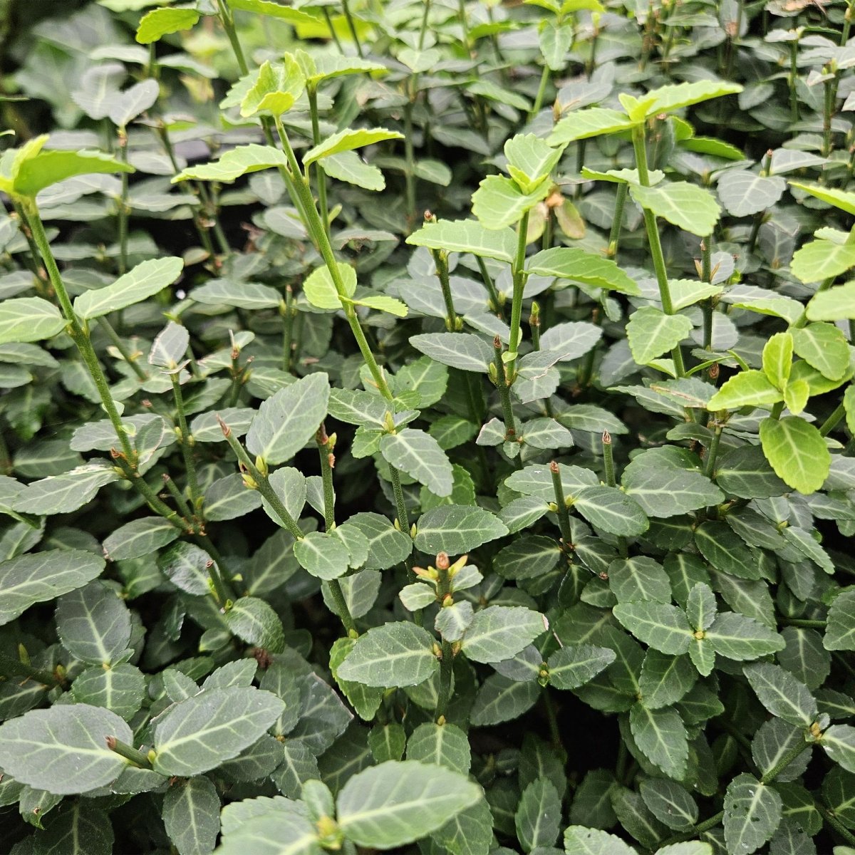 24x Euonymus fortunei radicans - Höhe 10 - 25 cm - Ø 9 cm - Wurzelwerk Design