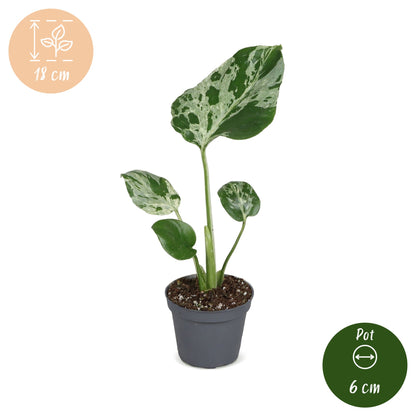 Monstera &