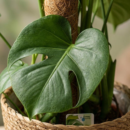 Monstera Deliciosa am Moosstab kaufen | Fensterblatt, 90 cm