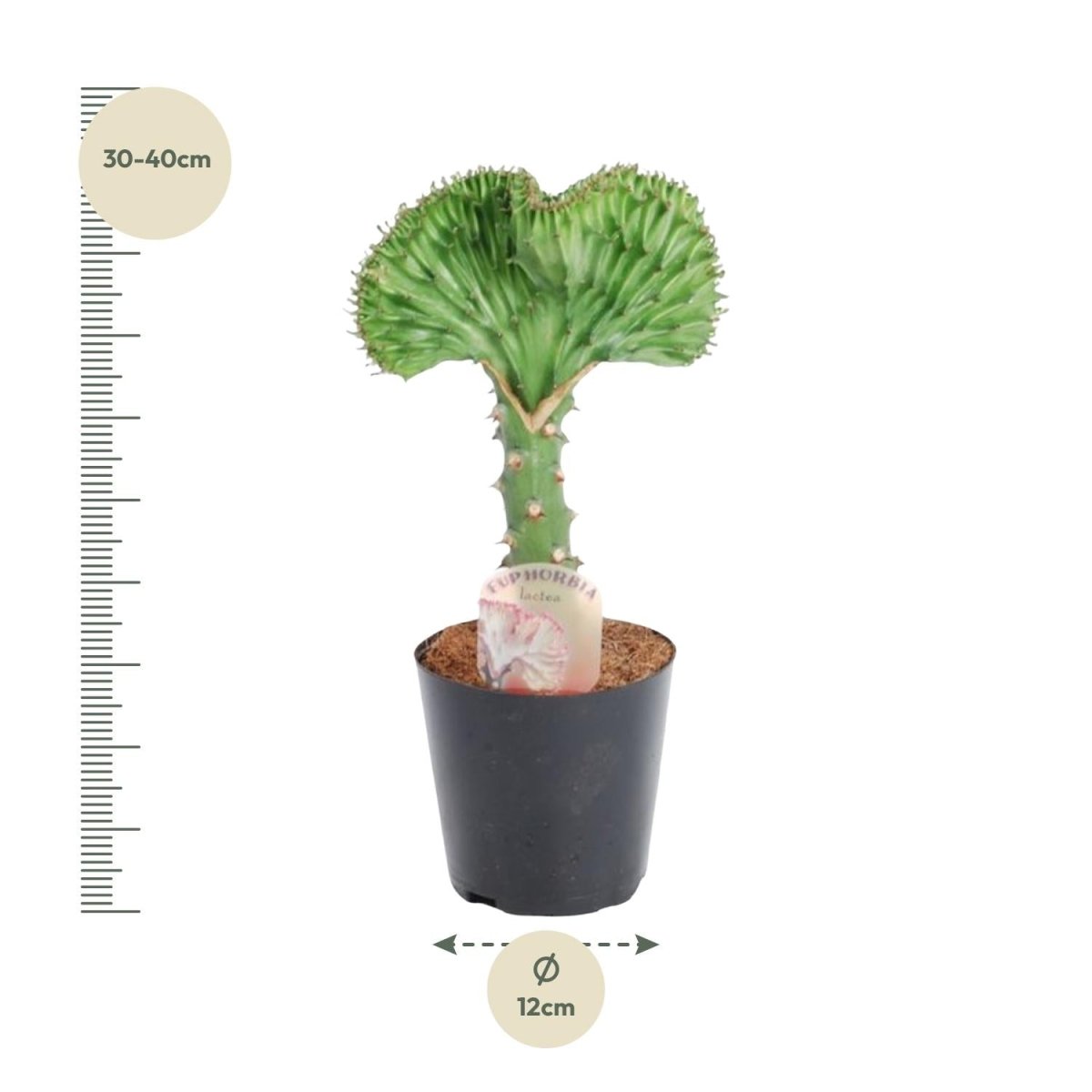 Euphorbia lactea Cristata grün - 35 cm - Ø 12 cm - Wurzelwerk Design