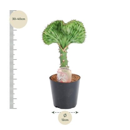 Euphorbia lactea Cristata grün - 35 cm - Ø 12 cm - Wurzelwerk Design