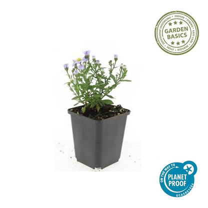 24x Aster dumosus ‘Prof. Anton Kippenberg’ – Herbstblühende Kissen-Aster für Beete &amp; Rabatten – Höhe 10–25 cm – Ø 9 cm