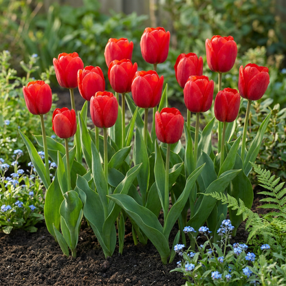 Triumph-Tulpe Rot – Tulipa online kaufen | 30 bis 120 Blumenzwiebeln, standfest &amp; langstielig – Wurzelwerk Design