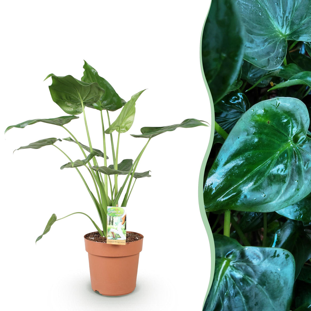 Grüne Alocasia Cucullata Pflanze von Everspring in Topf, Höhe 65-70cm, mit breiten Blättern, Zimmerpflanze mit wenig Pflege