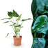 Grüne Alocasia Cucullata Pflanze von Everspring in Topf, Höhe 65-70cm, mit breiten Blättern, Zimmerpflanze mit wenig Pflege