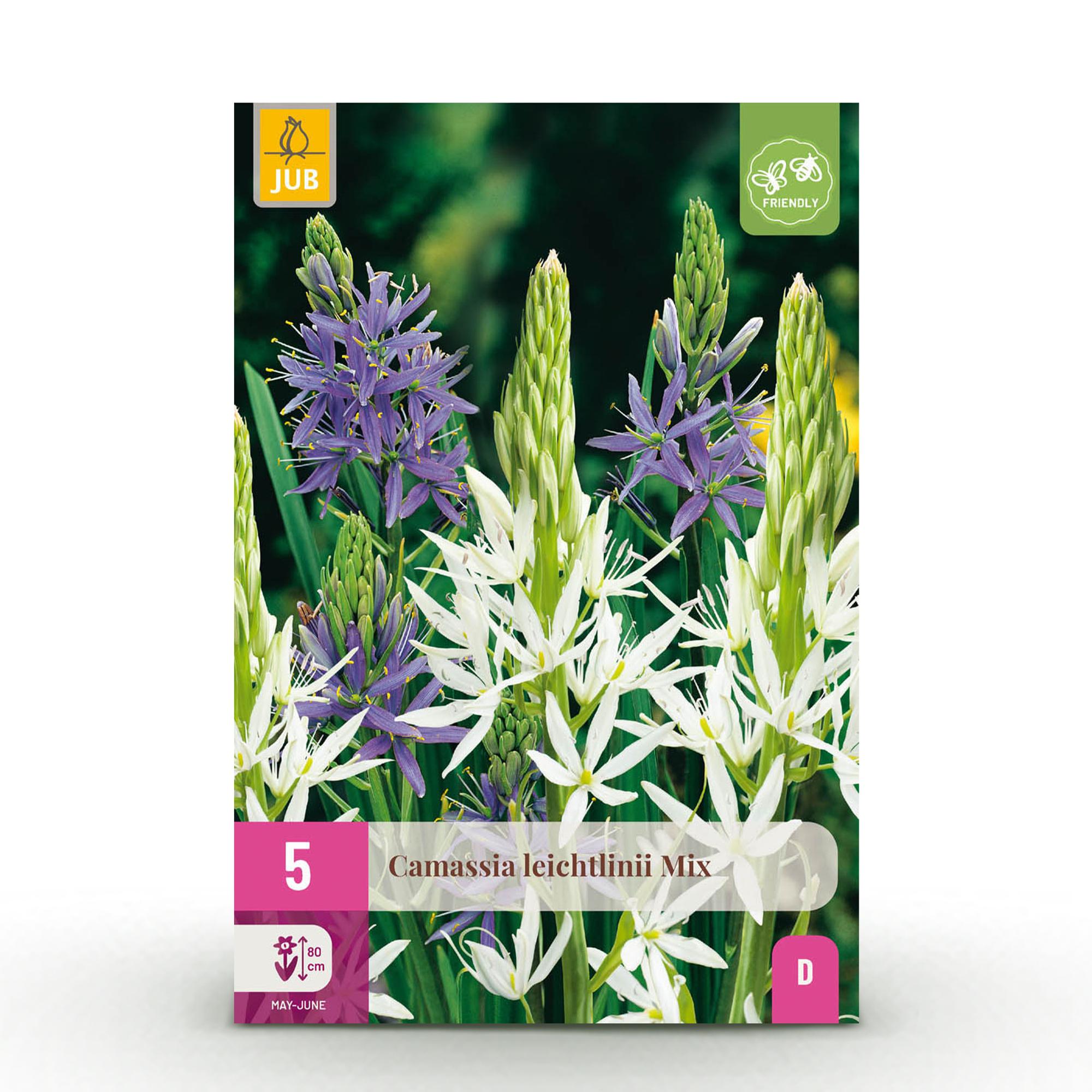 Blumenzwiebeln Camassia Leichtlinii Mix | 5 Stück Lila &amp; Weiß – Zwiebelgröße 12/14 – XXL Pack
