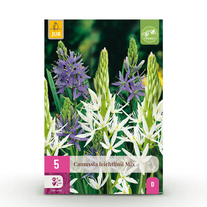 Blumenzwiebeln Camassia Leichtlinii Mix | 5 Stück Lila &amp; Weiß – Zwiebelgröße 12/14 – XXL Pack