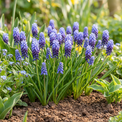 Breitblättrige Traubenhyazinthe – Muscari latifolium online kaufen | 50 bis 400 Blumenzwiebeln, zweifarbig blau – Wurzelwerk Design