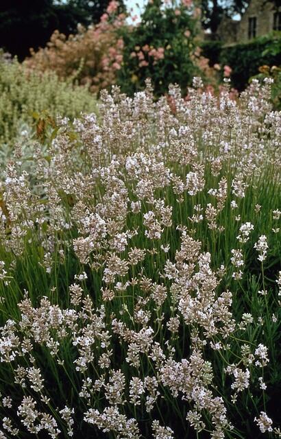 Lavandula intermedia ‘Edelweiss’ – 24 Pflanzen Ø 9 cm – Weißblühender Lavendel mit intensivem Duft - Wurzelwerk Design