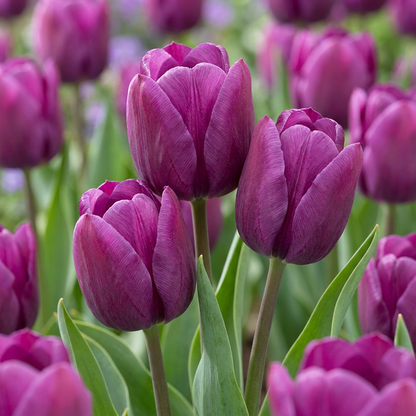Triumph-Tulpe Violett – Tulipa online kaufen | 30 bis 120 Blumenzwiebeln, standfest &amp; langstielig – Wurzelwerk Design