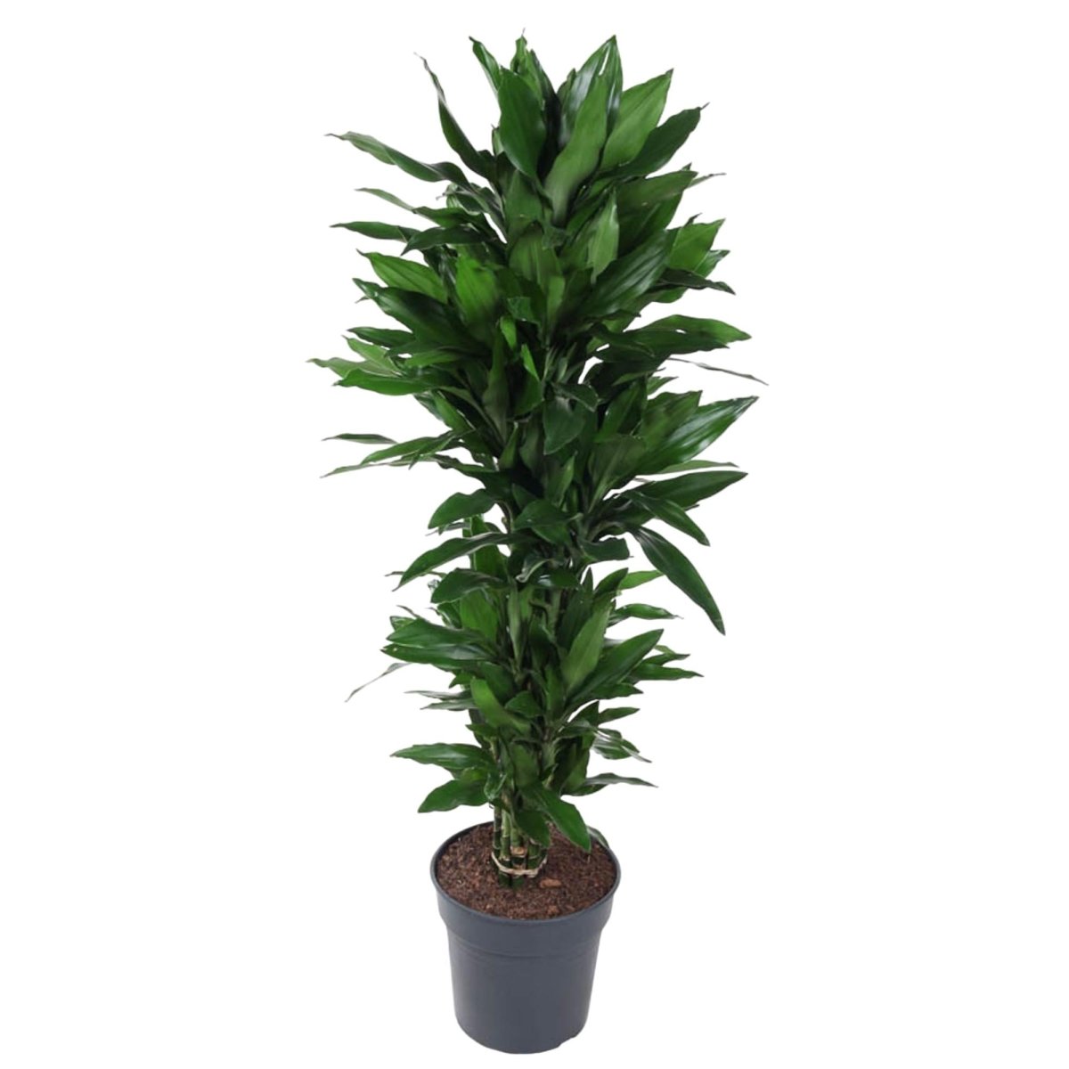 Dracaena Janet Lind verzweigt – Elegante Zimmerpflanze - Wurzelwerk Design